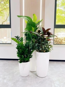 探秘宁波奉化花卉出租方案，开启别样花卉之旅